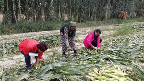 李建荣常委帮助农户收割玉米