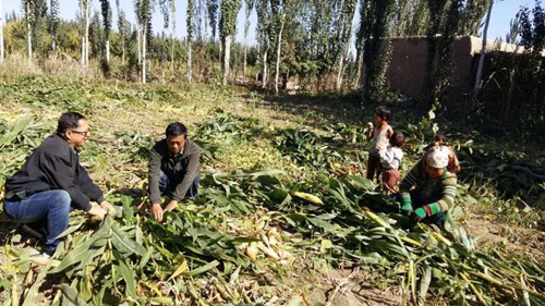 帮助村民抢收玉米