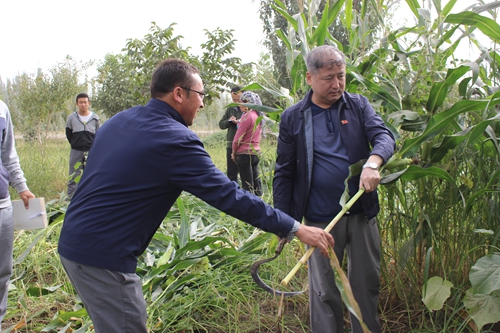 帮助村民收割玉米